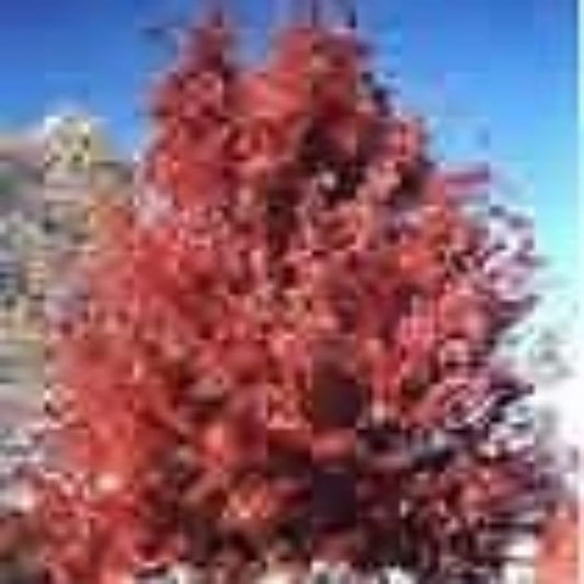 10 Acer Rubrum Red Sunset Red Maple Tree Seeds For Planting | www.seedsplantworld.com
