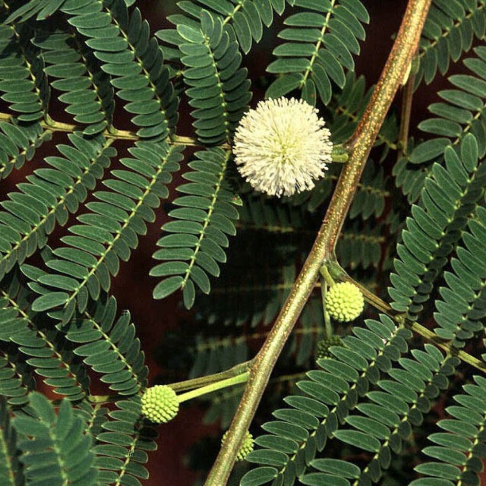 5 Leucaena Leucocephala Lead Tree Seeds For Planting | www.seedsplantworld.com