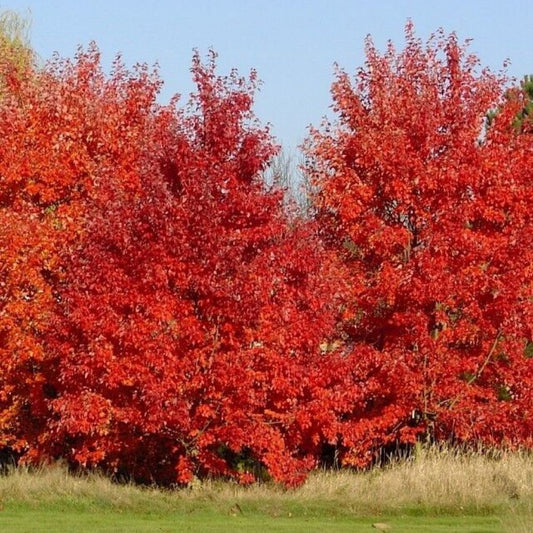 10 Acer Rubrum October Glory Red Maple Tree Seeds For Planting | www.seedsplantworld.com