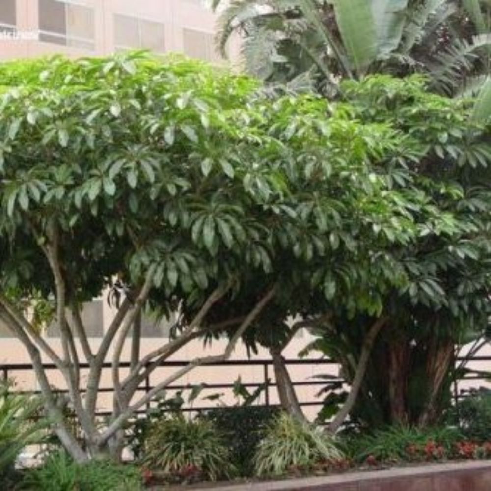 5 Schefflera Pueckleri Syn Tupidanthus Calyptratus Umbrella Tree Seeds For Planting | www.seedsplantworld.com