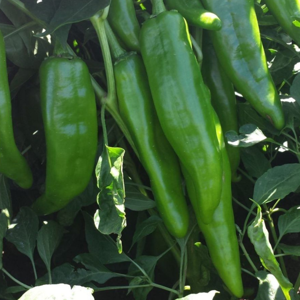 100 NM 6-4 Heritage Chili Pepper NuMex Mild Green Chile Ristra Vegetable Seeds | www.seedsplantworld.com