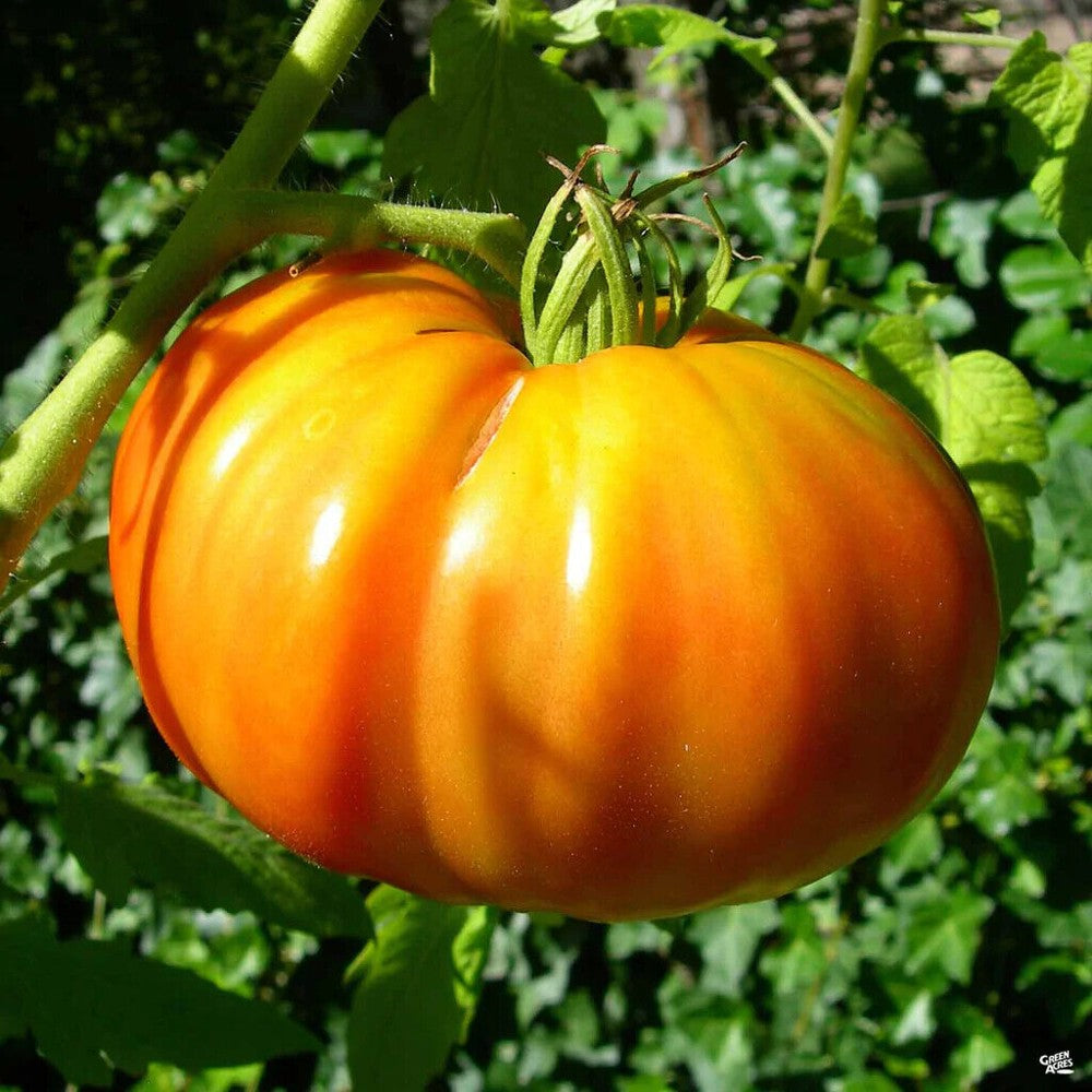 125 Kellogg's Breakfast Tomato NON-GMO Orange Beefsteak Heirloom Vegetable Seeds | www.seedsplantworld.com