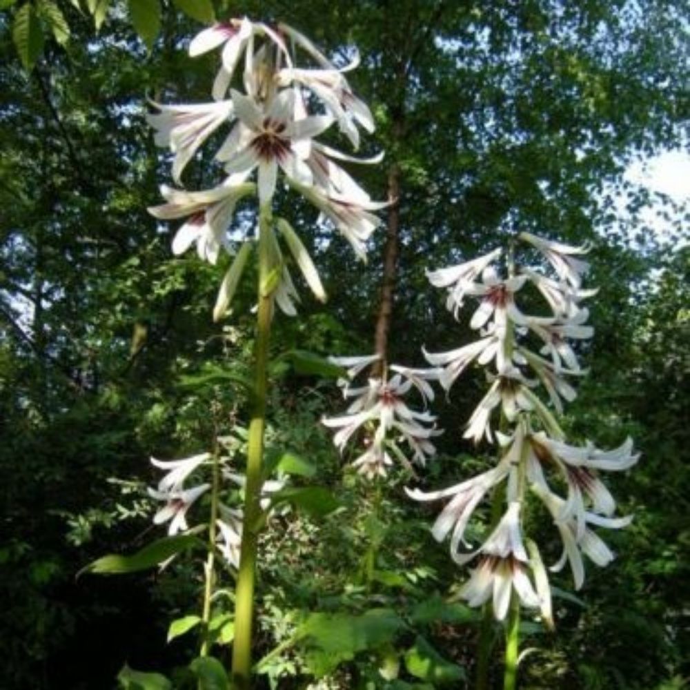 5 Cardiocrinum Giganteaum Giant Himalayan Lily Seeds For Planting | www.seedsplantworld.com