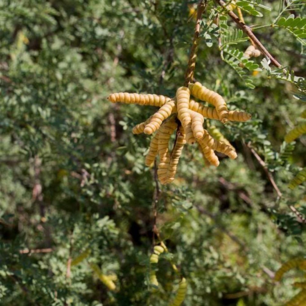 5 Prosopis Pubescens Screw Bean Mesquite Tree Seeds For Planting | www.seedsplantworld.com