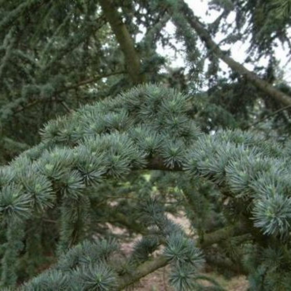 5 Cedrus Libani Cedar Of Lebanon Seeds For Planting | www.seedsplantworld.com