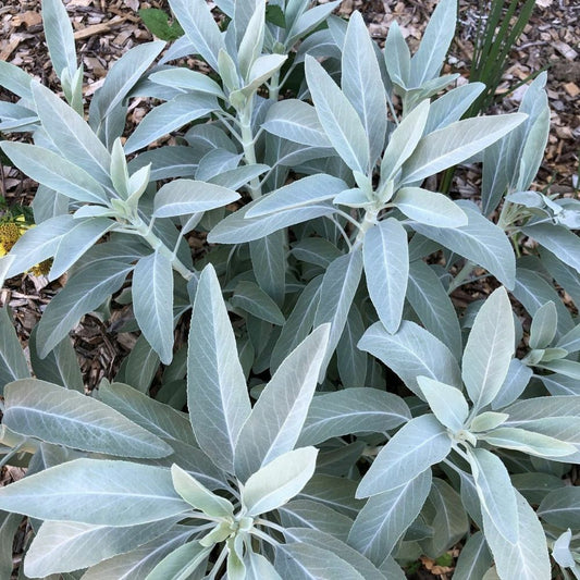 10 Salvia Apiana White Sage Seeds For Planting | www.seedsplantworld.com