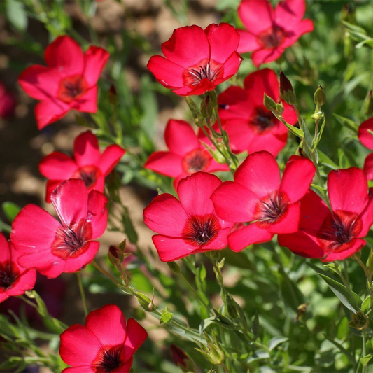 250 Scarlet Flax Linum Beautiful Red Flowers Heat Tolerant Flowers Seeds | www.seedsplantworld.com