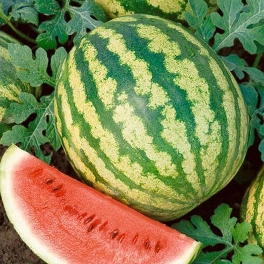 100 Crimson Sweet Watermelon NON-GMO Heirloom Fruit Seeds | www.seedsplantworld.com