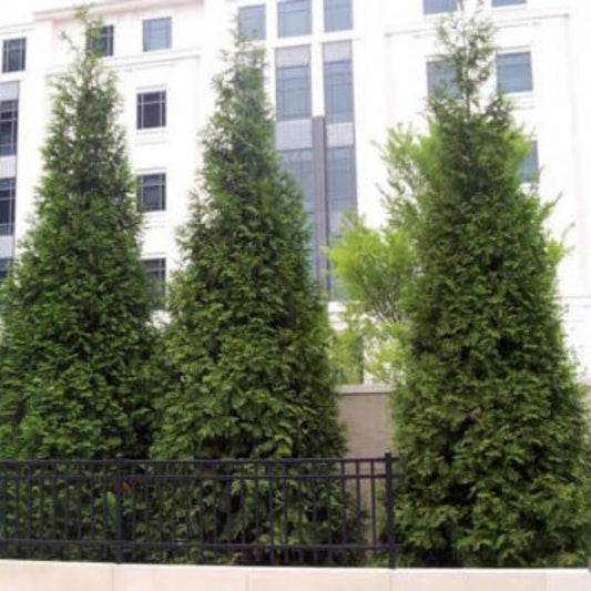 10 Thuja Green Giant Arborvitae Seeds For Planting | www.seedsplantworld.com