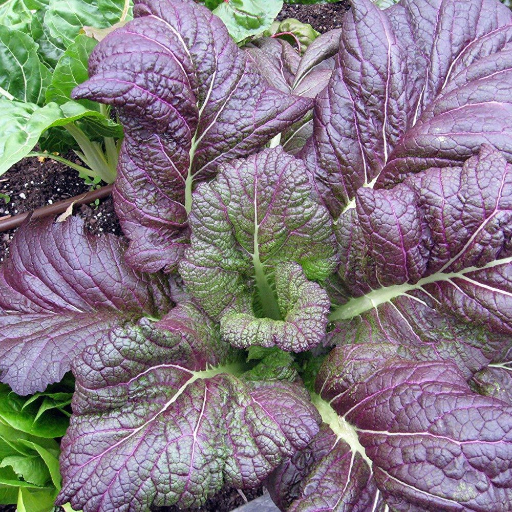 250 Red Giant Mustard Brassica Juncea NON-GMO Garden Growing Vegetable Seeds | www.seedsplantworld.com