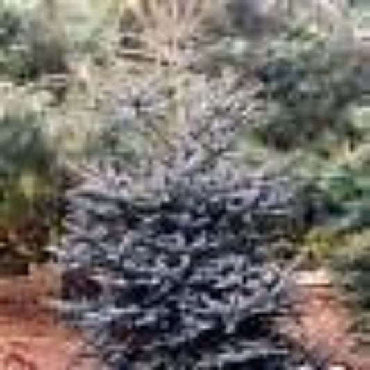 5 Abies Pinsapo Glauca Blue Spanish Fir Tree Seeds For Planting | www.seedsplantworld.com