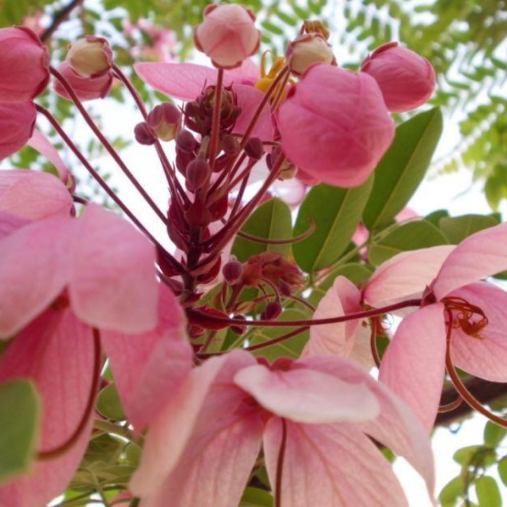 5 Cassia Nodosa Pink Shower Tree Pink Flowers Seeds For Planting | www.seedsplantworld.com