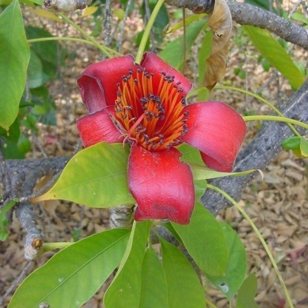 5 Ceiba Pentandra Silk Cotton Tree Seeds For Planting | www.seedsplantworld.com