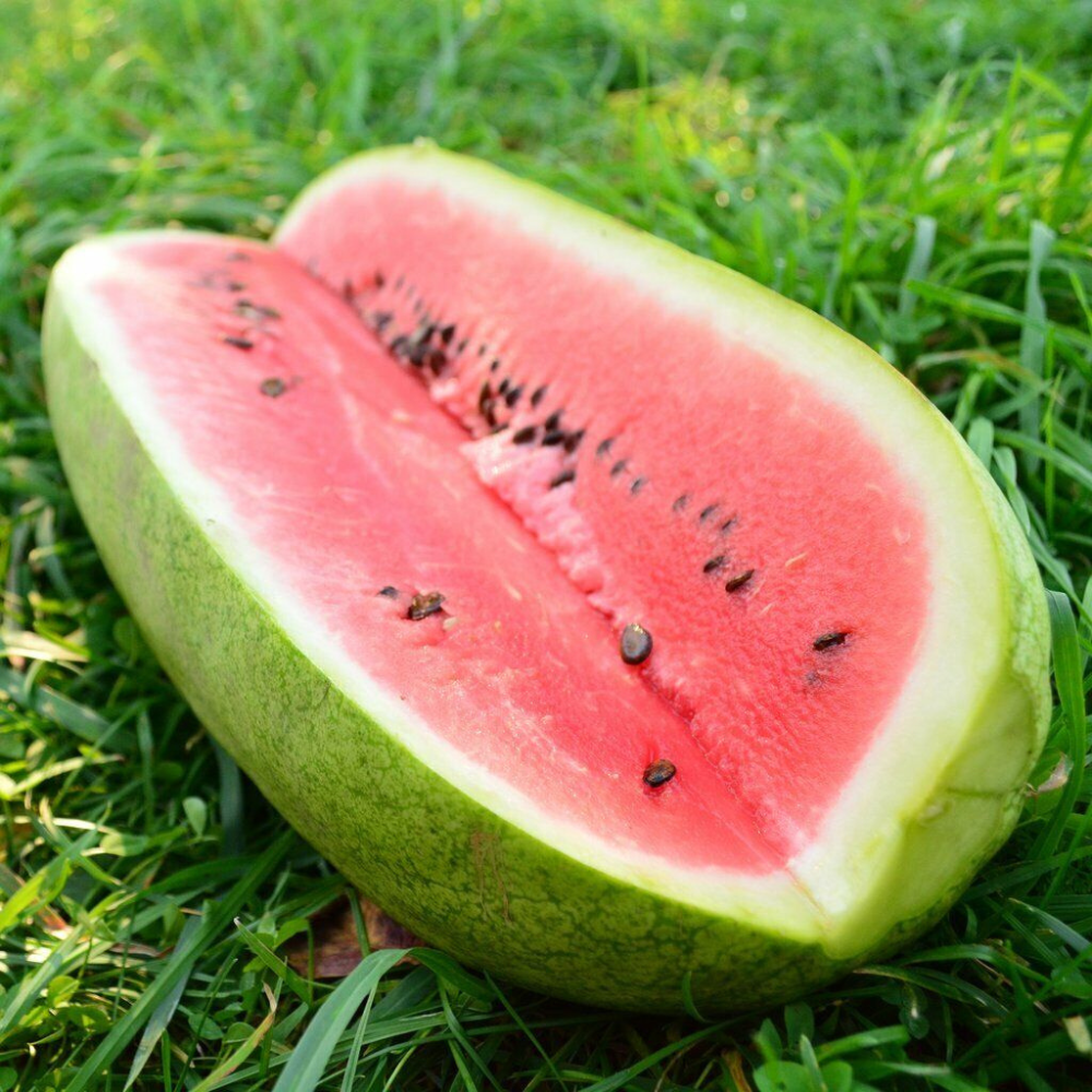 100 Charleston Gray Watermelon NON-GMO Huge 35-50 lbs Fruit Seeds | www.seedsplantworld.com