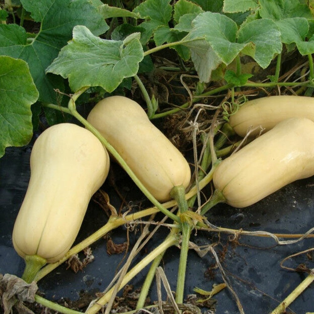 150 Waltham Butternut Winter Squash NON-GMO Vegetable Seeds | www.seedsplantworld.com