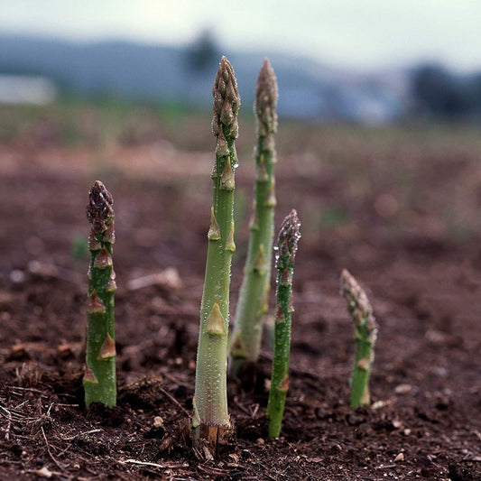 100 Asparagus UC 157 F2 Hybrid Most Popular Planting Asparagus Vegetable Seeds | www.seedsplantworld.com