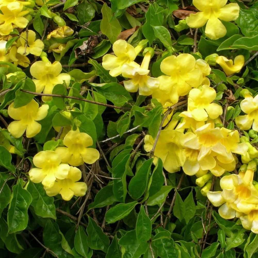 5 Macfadyena Unguis Cati Evergreen Vine Yellow Flowers Seeds For Planting | www.seedsplantworld.com