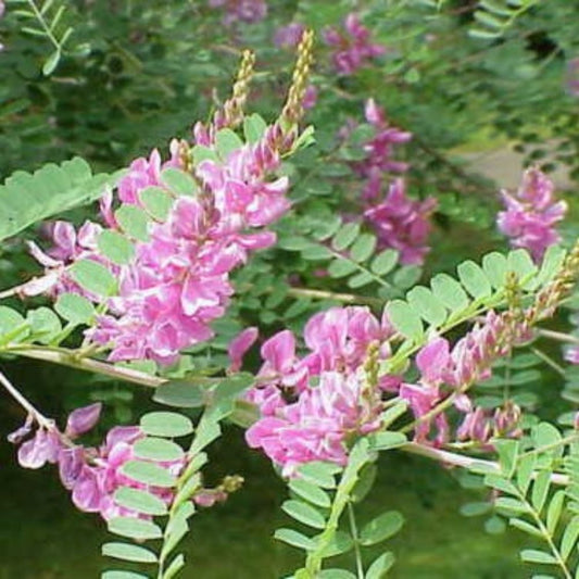 10 Indigofera Tinctoria Indigo Seeds For Planting | www.seedsplantworld.com