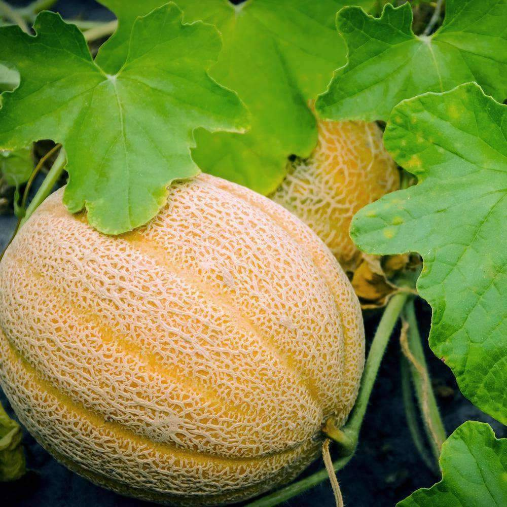 125 Hales Best Jumbo Melon NON-GMO Cantaloupe Muskmelon Fruit Seeds | www.seedsplantworld.com