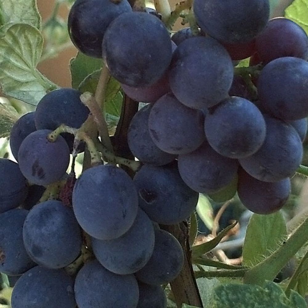 5 Vitis Labrusca Concord Grape Seeds For Planting | www.seedsplantworld.com