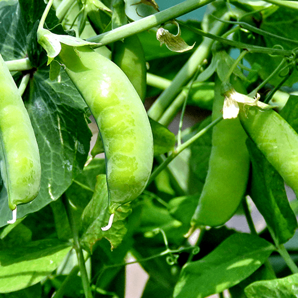 180 Sugar Snap Pea Original Snap Pea NON-GMO Heirloom Vegetable Seeds | www.seedsplantworld.com