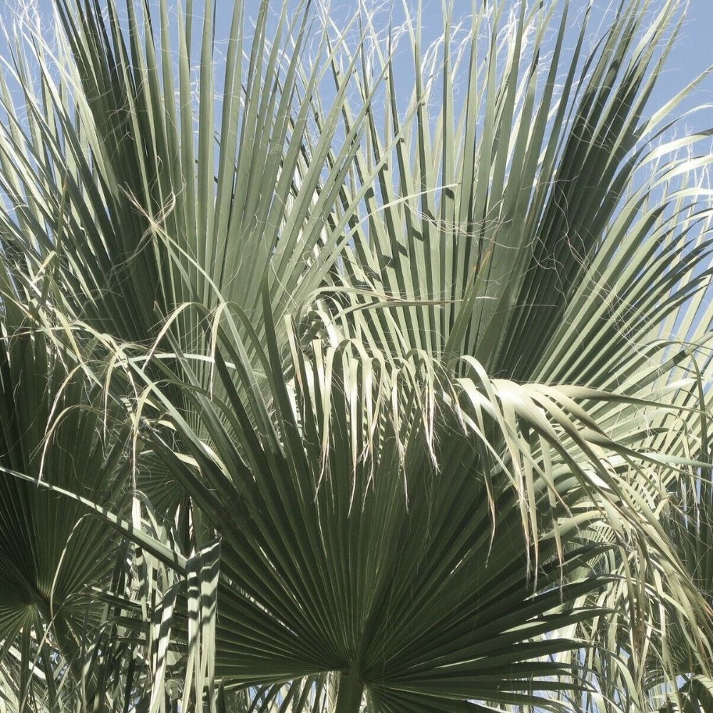 5 Washingtonia Filifera Hardy Form Zone 6b Seeds For Planting | www.seedsplantworld.com