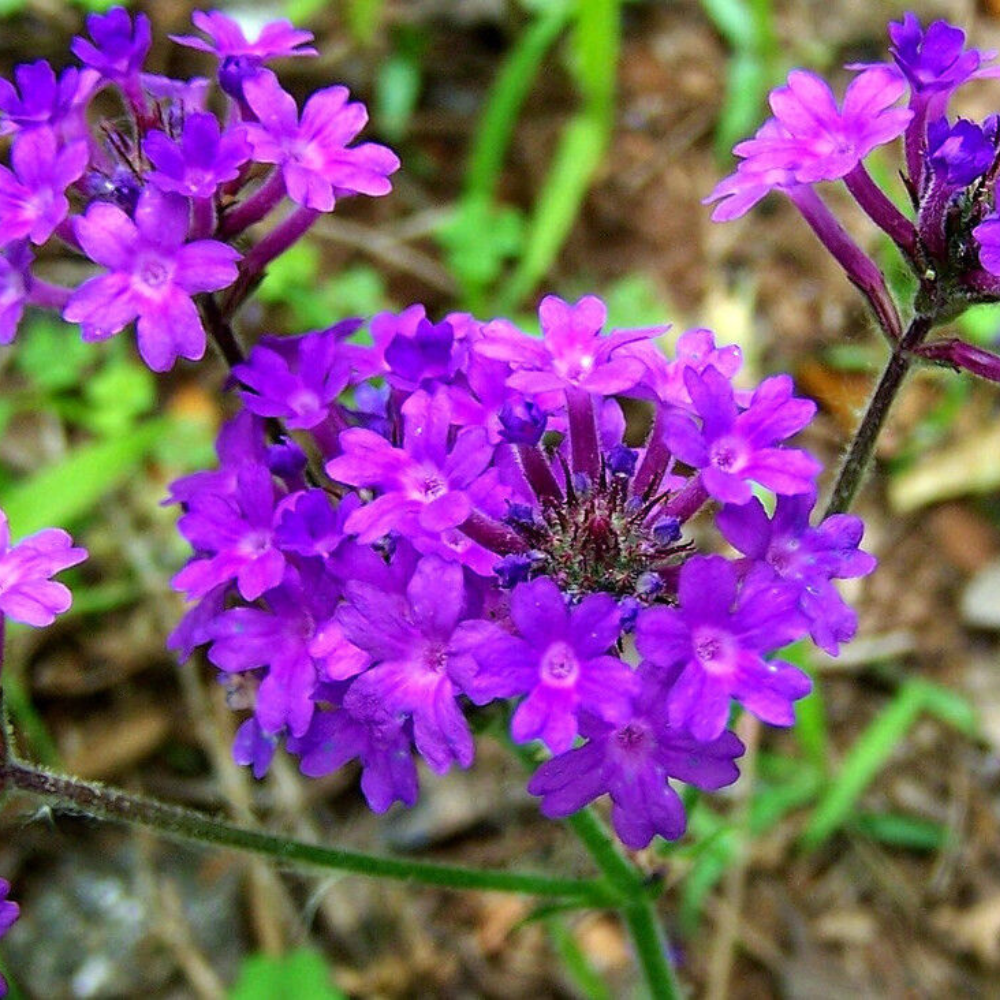 300 Moss Verbena Perennial Ground Cover Creeping Perennial Purple Flower Seeds | www.seedsplantworld.com