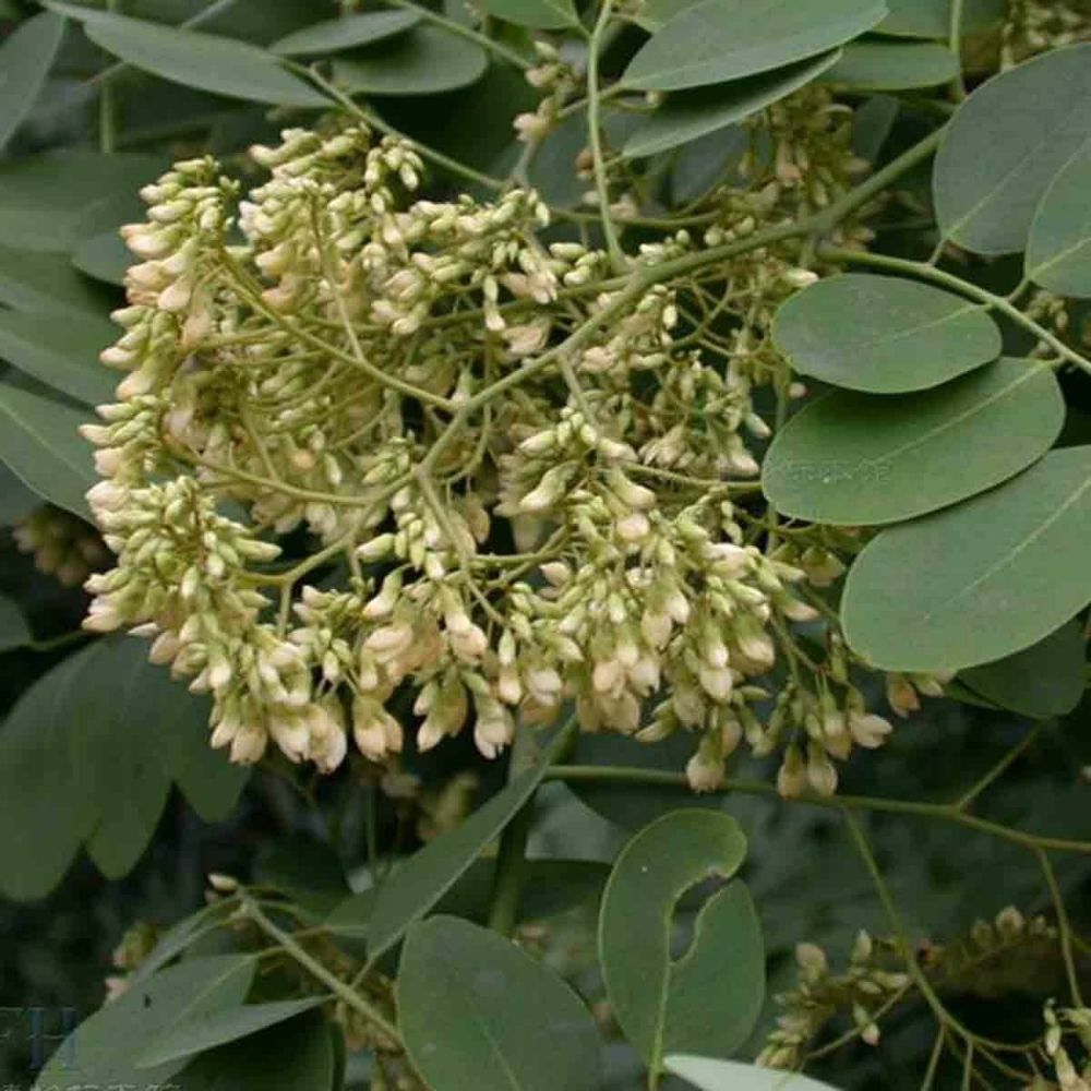 5 Dalbergia Hupeana Hardy Rosewood Tree Seeds For Planting | www.seedsplantworld.com