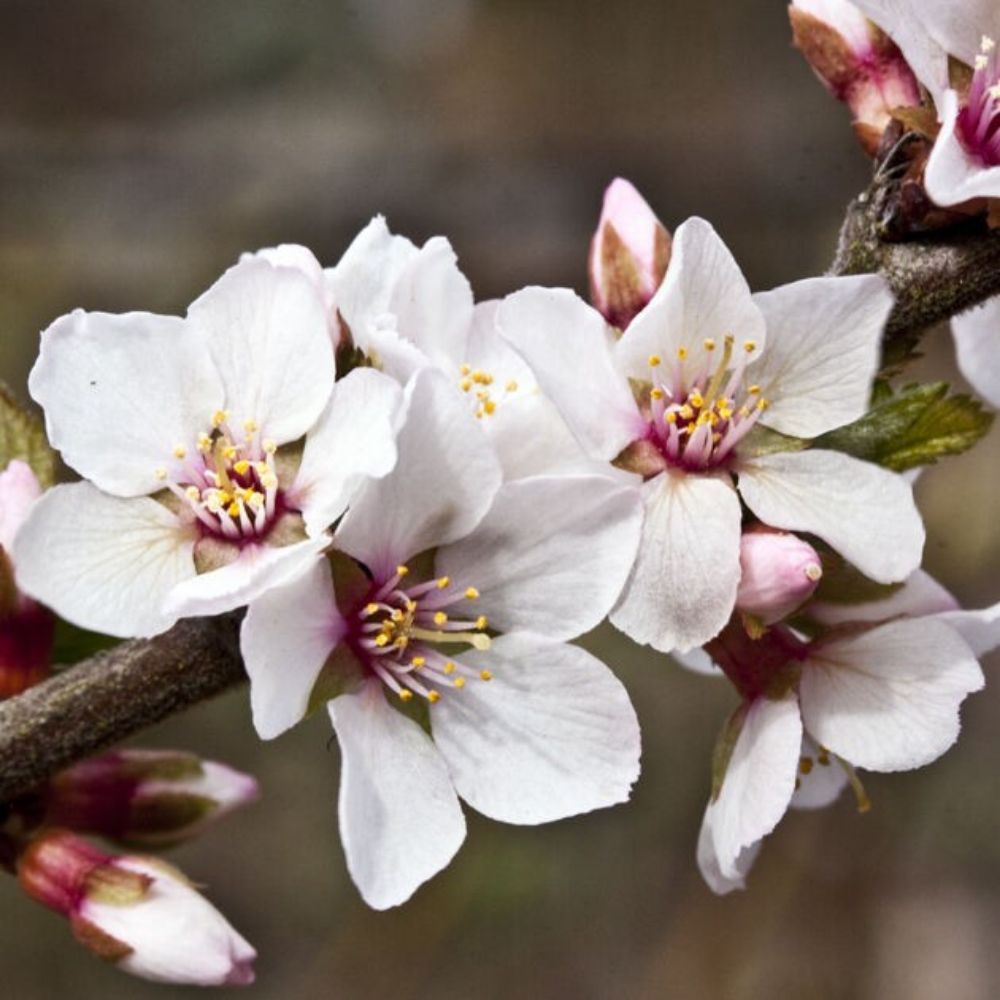 5 Prunus Tomentosa Nanking Cherry Tree Seeds For Planting | www.seedsplantworld.com