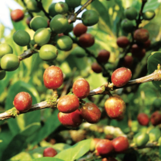 5 Coffea Liberica Liberian Coffee Seeds For Planting | www.seedsplantworld.com