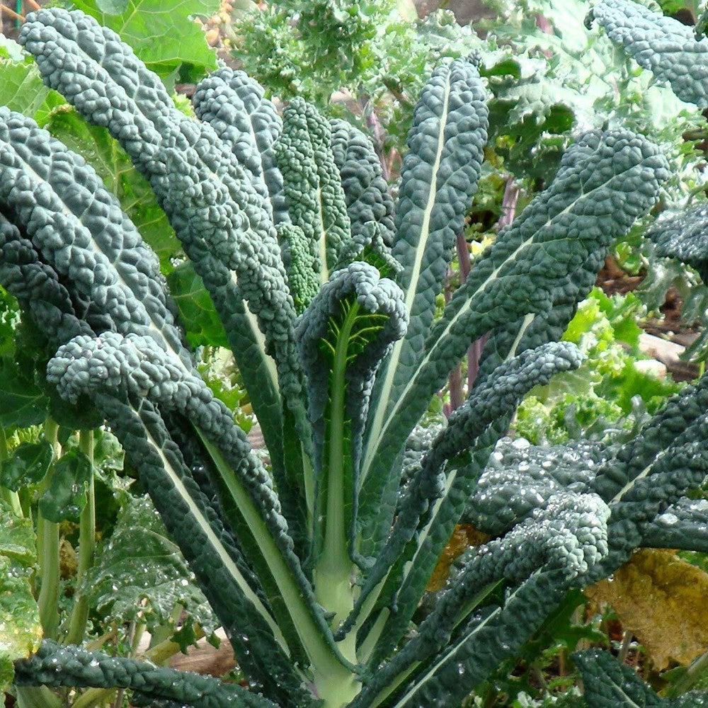 250 Lacinato Kale Italian Dinosaur Kale NON-GMO Cruciferous Vegetable Seeds | www.seedsplantworld.com