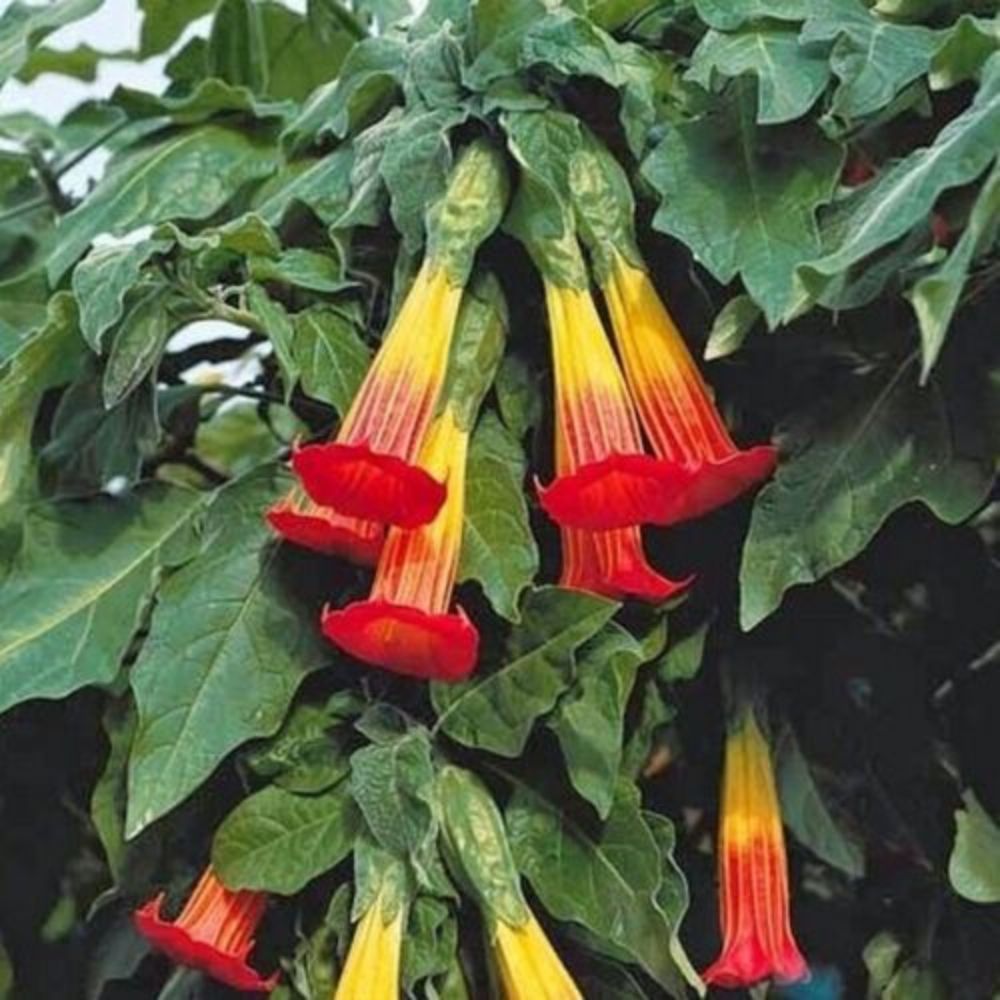 5 Brugmansia Sanguinea Red Angels Trumpet Seeds For Planting | www.seedsplantworld.com