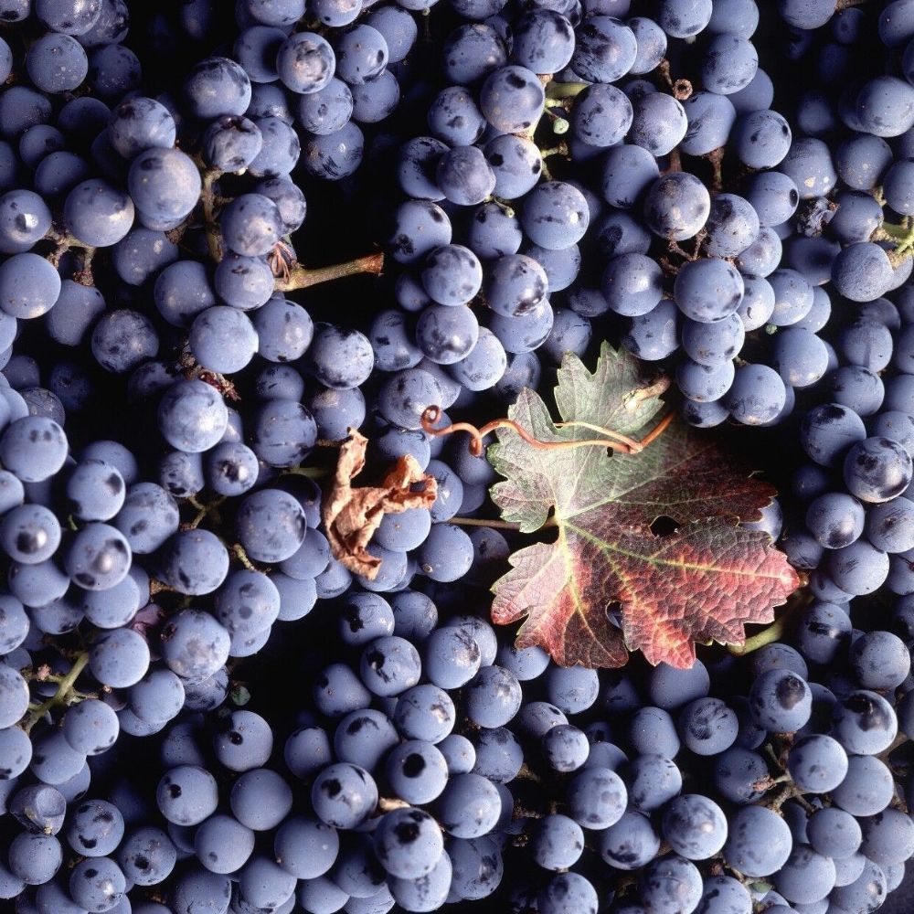 5 Vitis Vinifera Cabernet Sauvignon Wine Grape Seeds For Planting | www.seedsplantworld.com