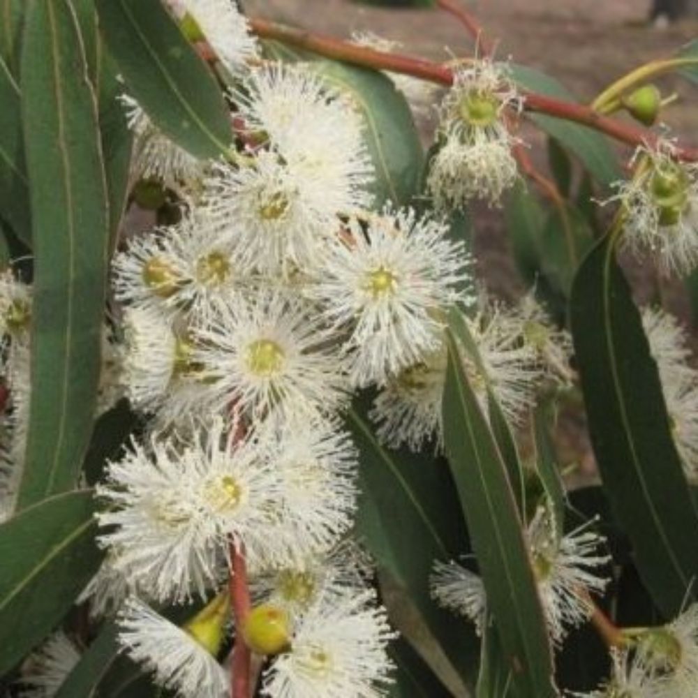 10 Eucalyptus Viminalis Cold Hardy Seeds For Planting | www.seedsplantworld.com