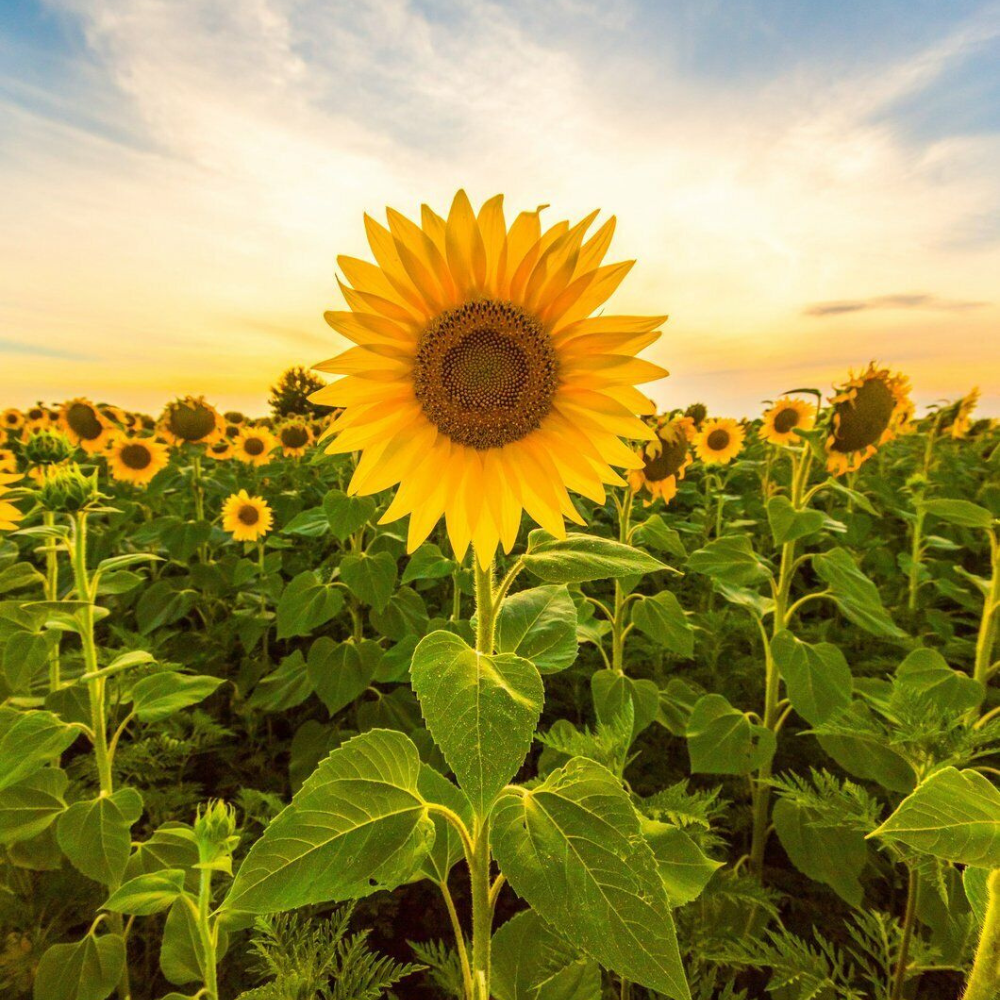 100 Mammoth Grey Stripe Sunflower Helianthus annuus NON-GMO Flowers Seeds | www.seedsplantworld.com