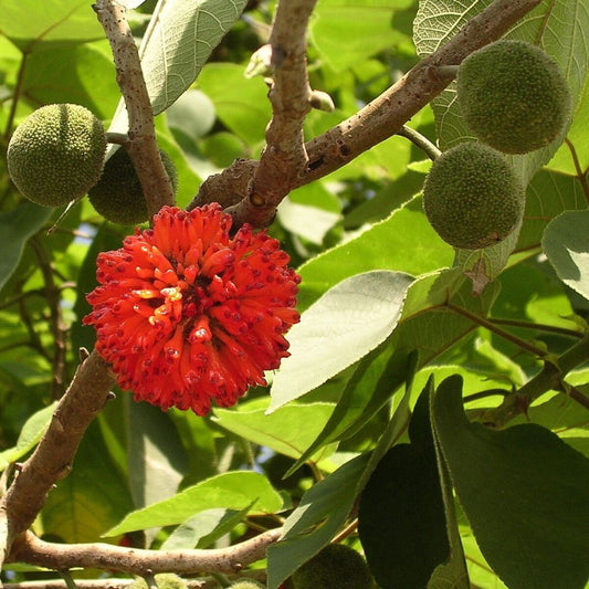 5 Broussonetia Papyrifera Paper Mulberry Tree Seeds For Planting | www.seedsplantworld.com