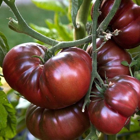 15 Black Brandywine Tomato NON-GMO Beefsteak Potato Leaf Vegetable Seeds | www.seedsplantworld.com