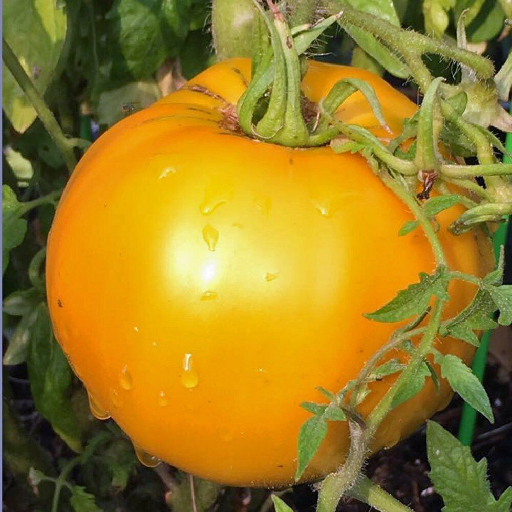 50 Golden Jubilee Tomato NON-GMO Vegetable Seeds | www.seedsplantworld.com