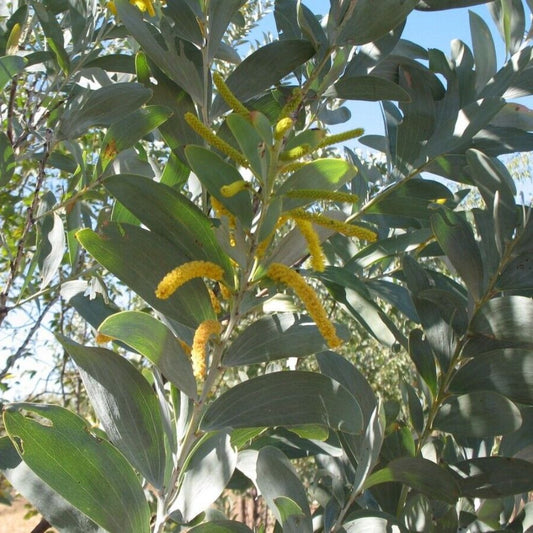 5 Acacia Holosericea Seeds For Planting | www.seedsplantworld.com