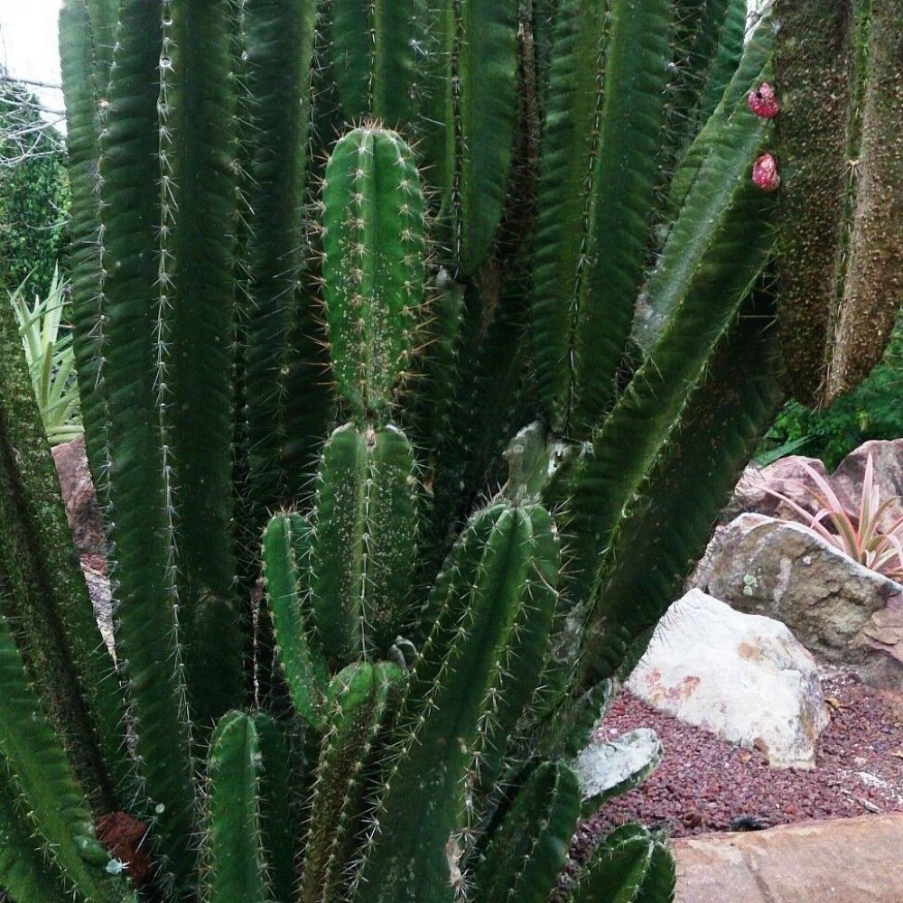 5 Cereus Hildmannianus Hedge Cactus Zone 8b Seeds For Planting | www.seedsplantworld.com