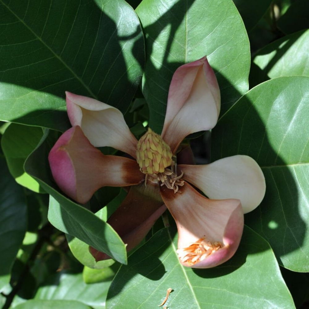 5 Magnolia Delavayi Chinese Evergreen Magnolia Seeds For Planting | www.seedsplantworld.com