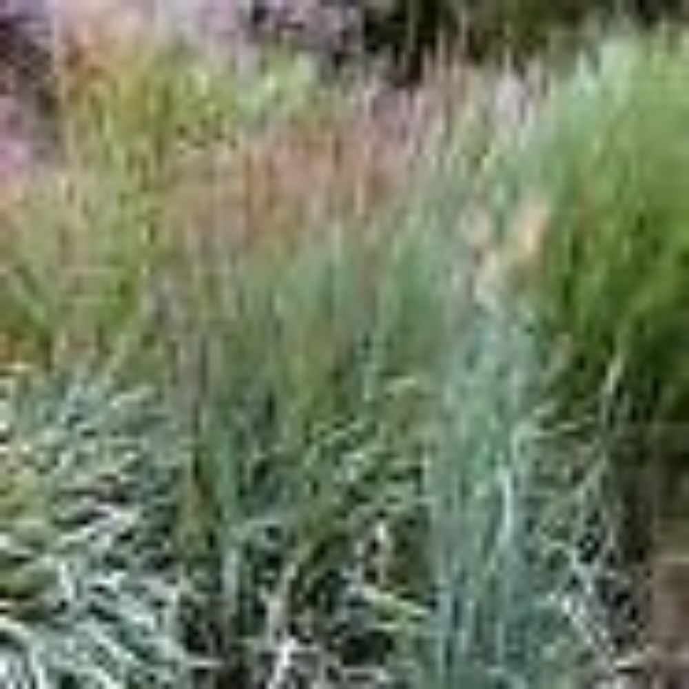 10 Sorghastrum Nutans Unique Ornamental Grass Seeds For Planting | www.seedsplantworld.com