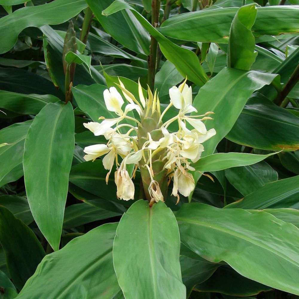 1 Hedychium Flavescens! Yellow Butterfly Ginger! Very Fragrant Blooms Rhizome For Planting | www.seedsplantworld.com