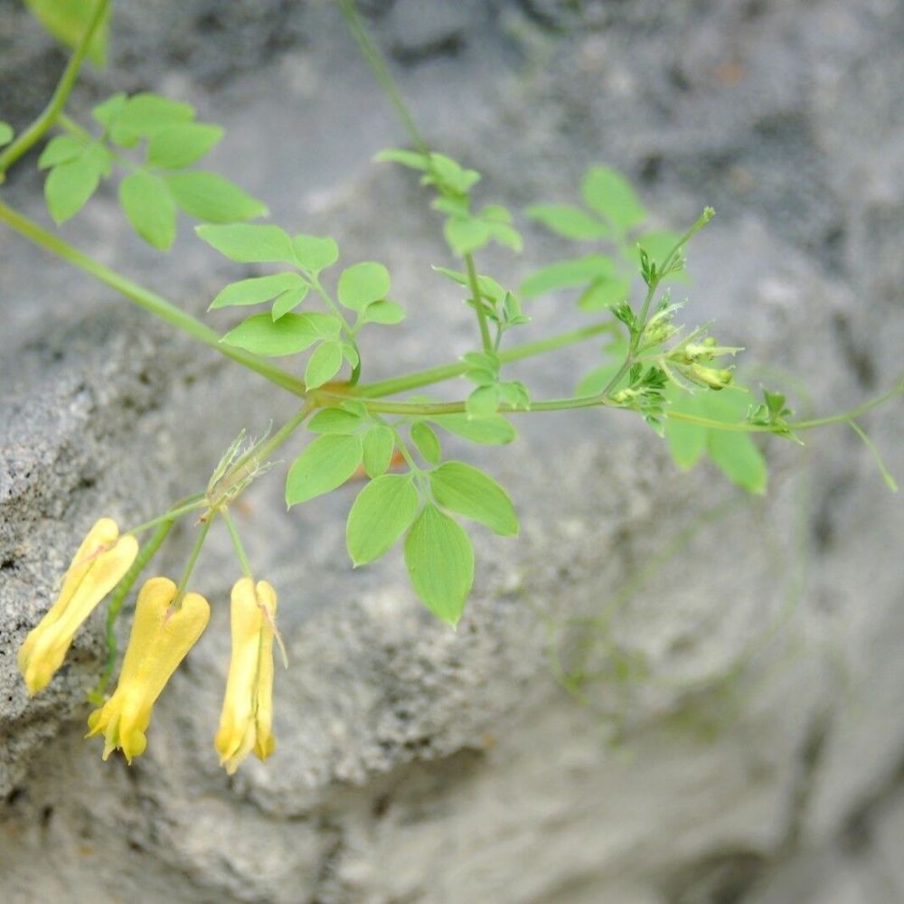 5 Dicentra Scandens Climbing Yellow Dicentra Seeds For Planting | www.seedsplantworld.com