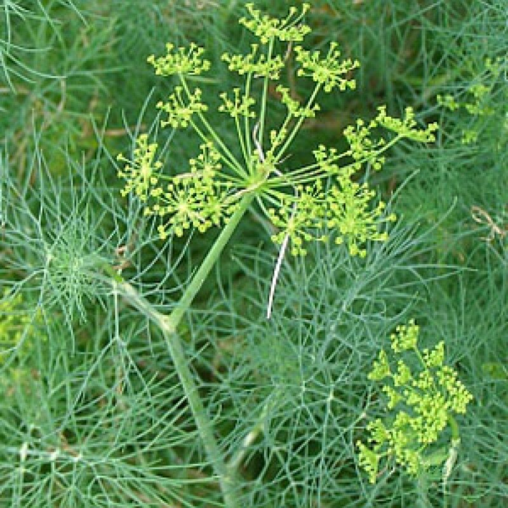 500 Dill Bouquet Vanderbilt Heirloom NON-GMO Herb Seeds | www.seedsplantworld.com