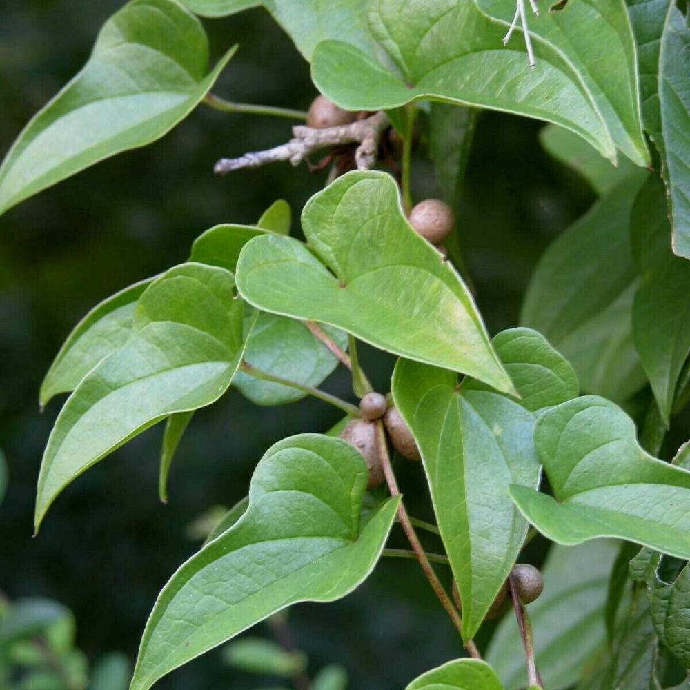 1 Small Tuber/Bulb Dioscorea Batatas Wild Yam Seeds For Planting ...