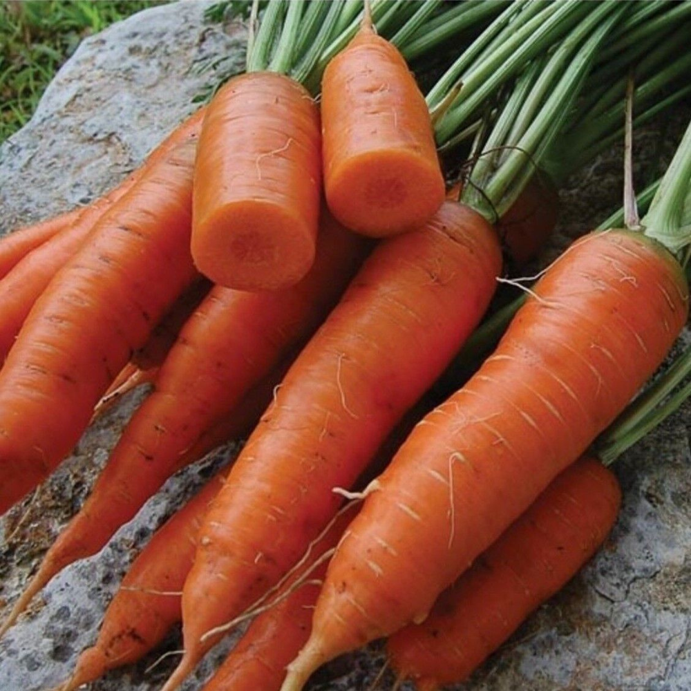 300 Chantenay Red Core Carrot Beta Carotene Vitamin A NON-GMO Vegetable Seeds | www.seedsplantworld.com