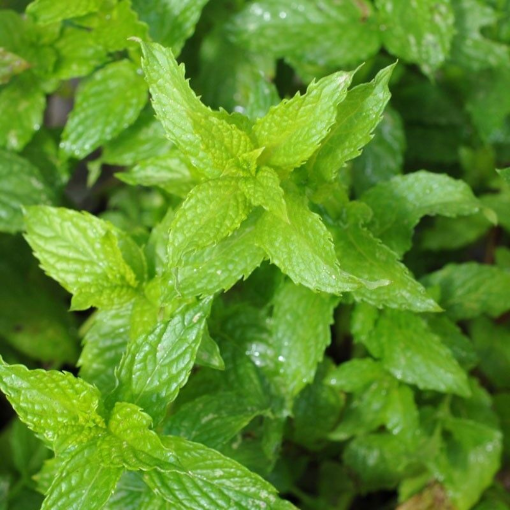 400 Spearmint Herb Mentha Spicata NON-GMO Herb Seeds | www.seedsplantworld.com