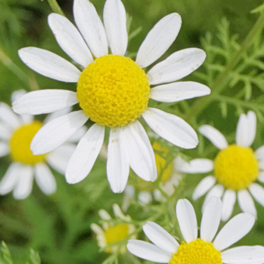 3500 Roman Chamomile Ground Cover Teas & Medicine NON-GMO Flowers Seeds | www.seedsplantworld.com