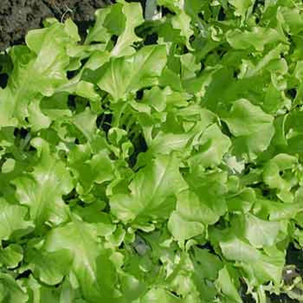 500 Green Salad Bowl Leaf Lettuce NON-GMO Cutting Variety Vegetable Seeds | www.seedsplantworld.com